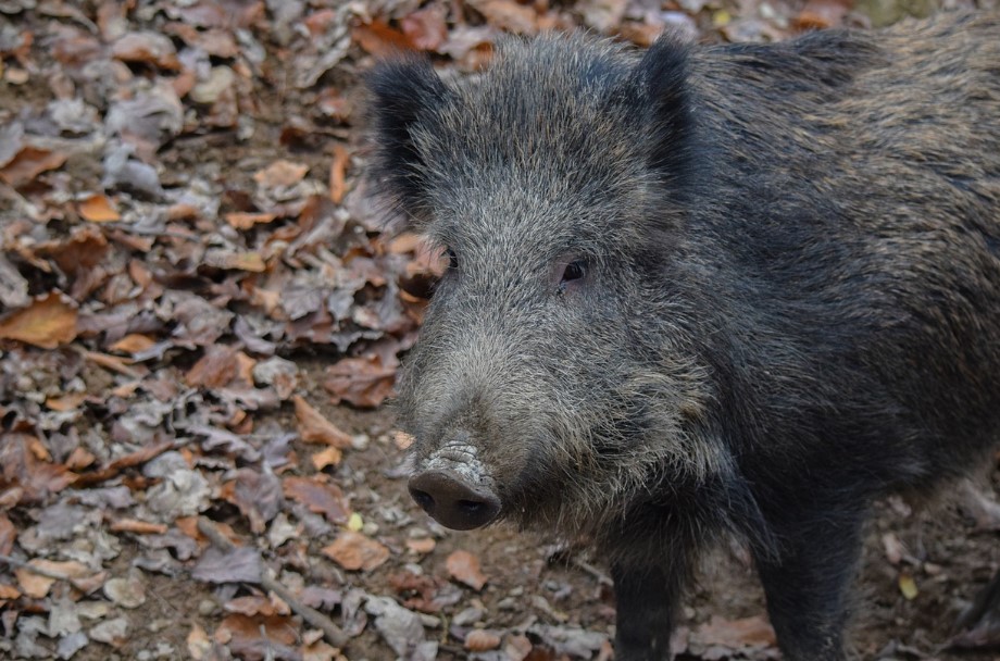 Radioaktivní divočáci se potulují po střední Evropě